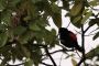 Amazonas06 - 039 * Red-rumped Cacique.